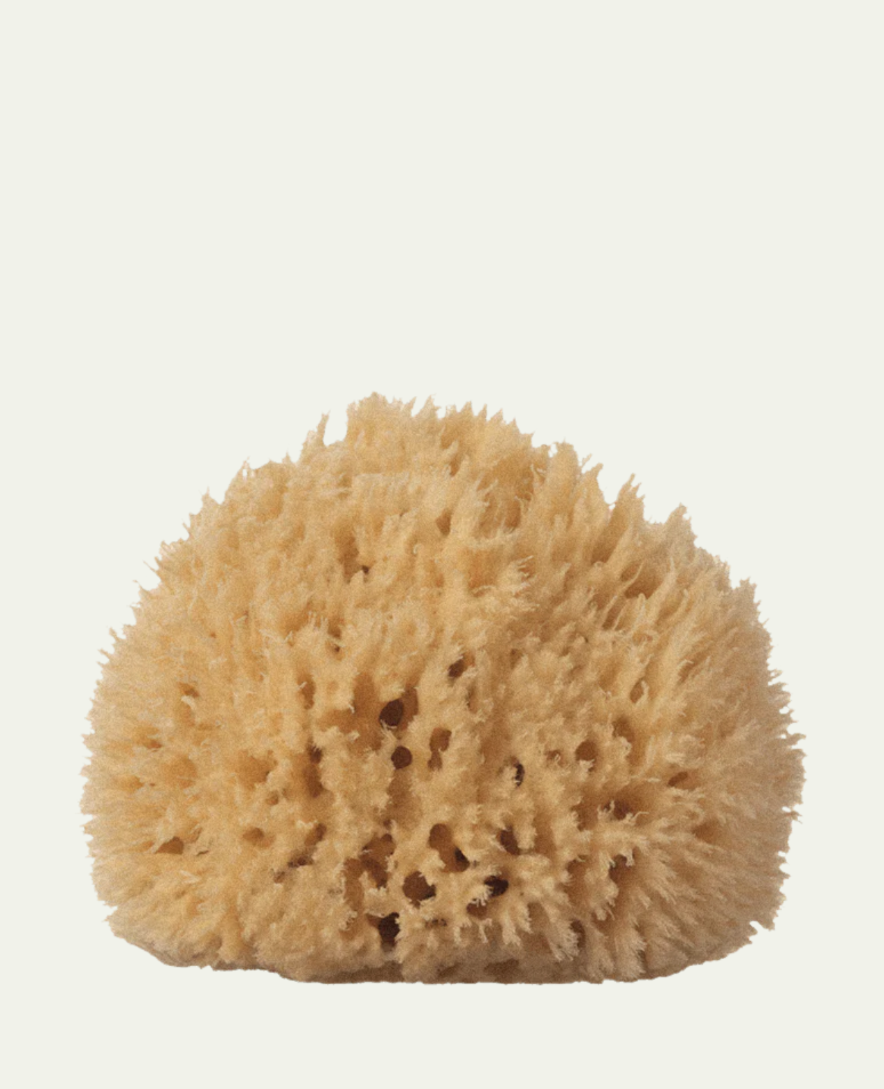 Well Kept- Sea Sponge
