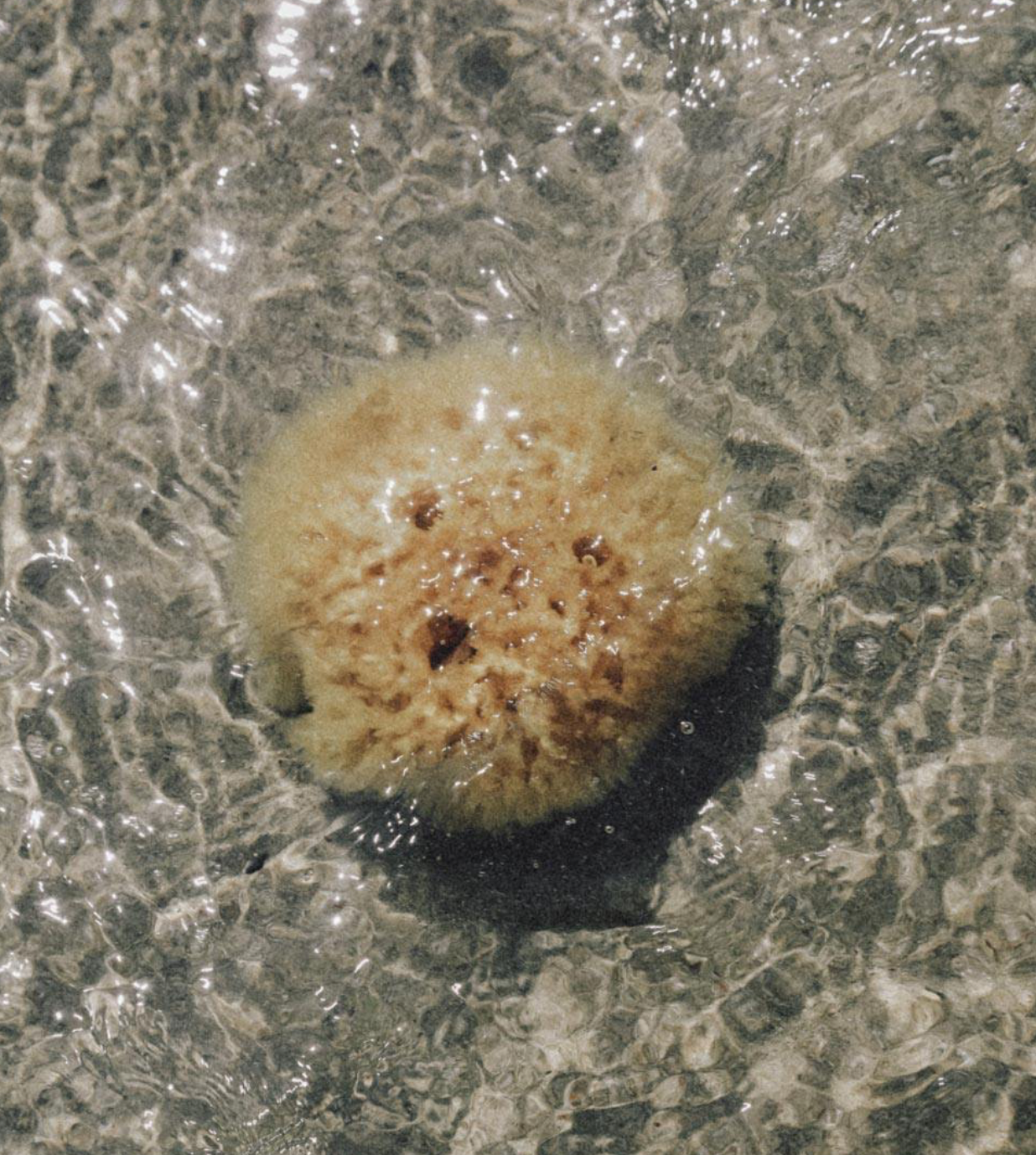 Well Kept- Sea Sponge